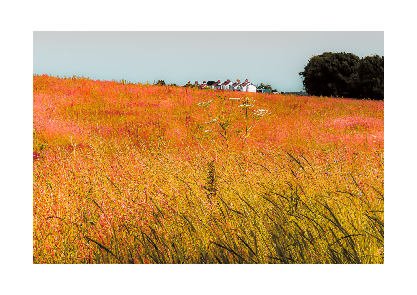 A contemporary fine art photograph capturing a golden summer field with tall grasses awaiting harvest. The warm hues suggest a heat haze shimmering in the air. A row of farm cottages with white walls and red chimneys rests in the background, contrasting with the soft blue sky. The image has a dreamlike quality, evoking warmth, tranquillity, and the timeless rhythm of rural life. This limited edition print is signed and numbered by the artist.