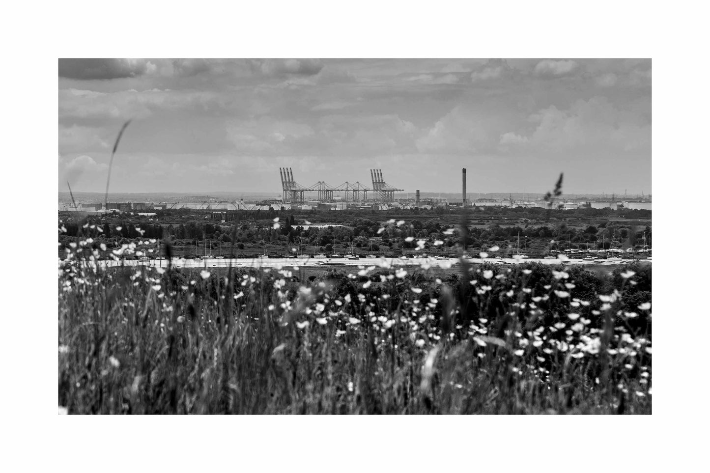 Buttercups and Cranes – London Gateway Port in Black and White