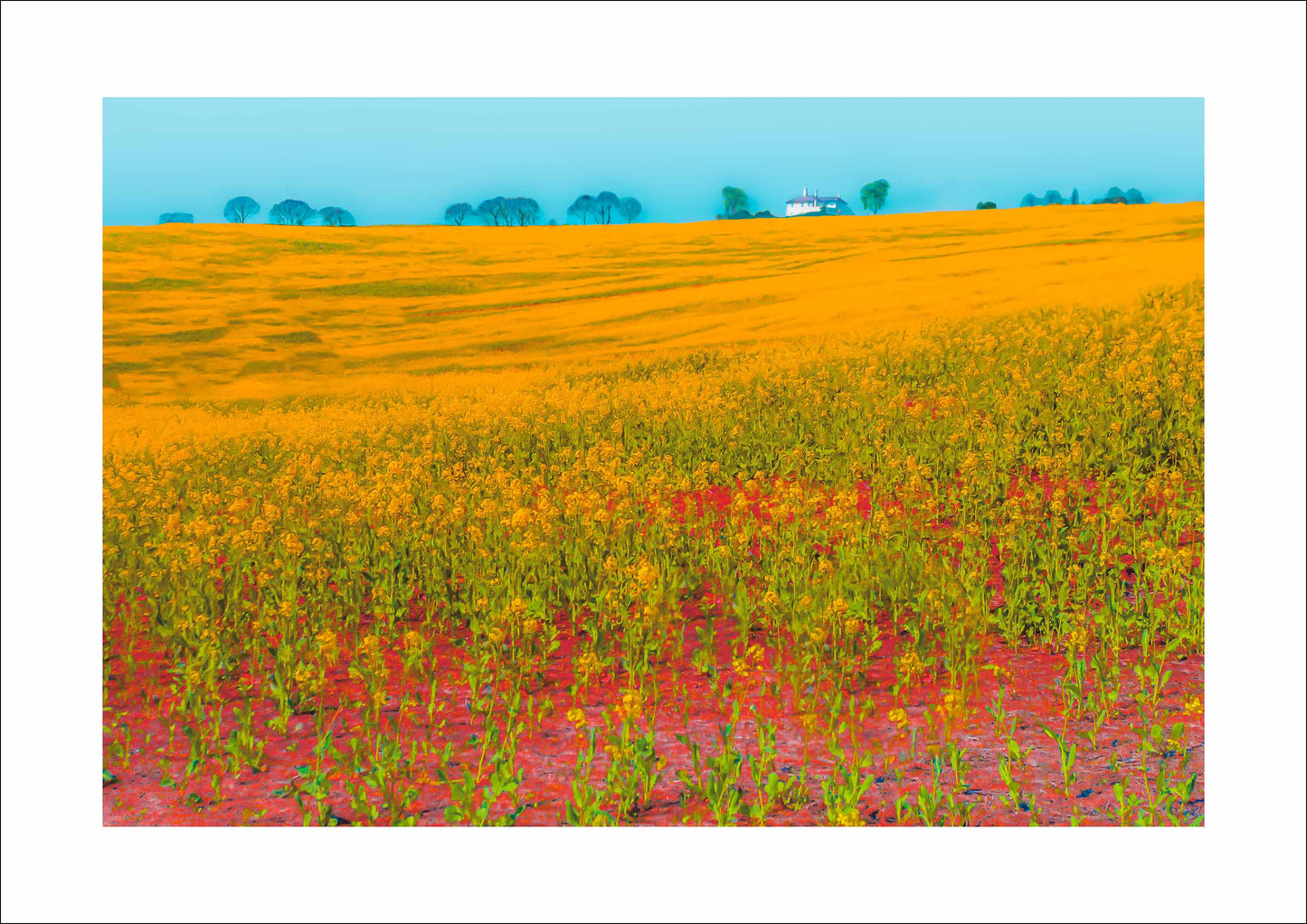 A contemporary fine art photograph featuring a vast rapeseed field bathed in golden yellow hues. The vibrant landscape contrasts with a crisp blue sky, where a white farmhouse sits on the distant horizon. The foreground is alive with green and red textures, adding depth and movement to the scene. Soft, silhouetted trees in the background offer a calming balance to the composition. A striking blend of colour and light, this artwork captures the beauty of rural tranquillity in a modern, captivating style.