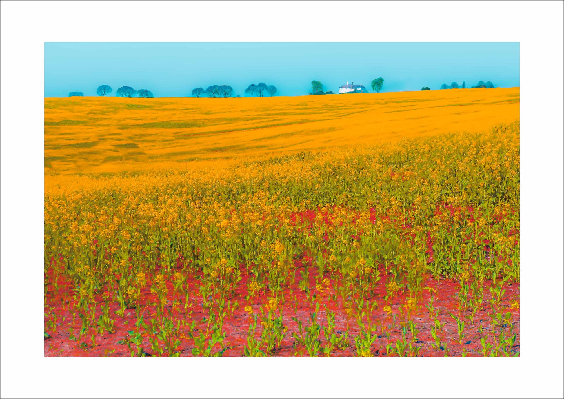 A contemporary fine art photograph featuring a vast rapeseed field bathed in golden yellow hues. The vibrant landscape contrasts with a crisp blue sky, where a white farmhouse sits on the distant horizon. The foreground is alive with green and red textures, adding depth and movement to the scene. Soft, silhouetted trees in the background offer a calming balance to the composition. A striking blend of colour and light, this artwork captures the beauty of rural tranquillity in a modern, captivating style.