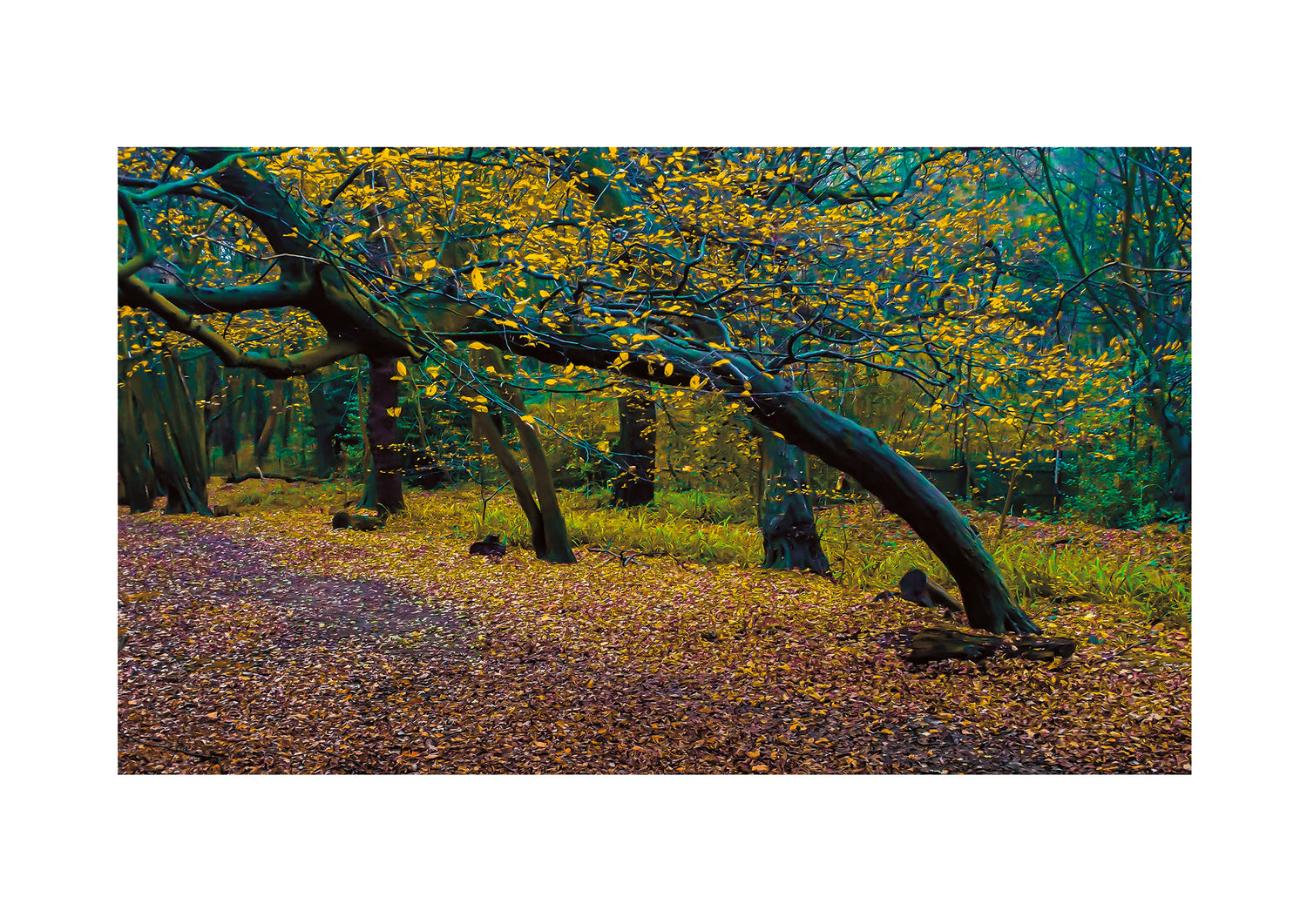 A striking fine art photograph of an autumn woodland, featuring a gracefully arching tree with golden leaves. The forest floor is thickly carpeted with warm amber foliage, contrasting with the deep green hues of the surrounding trees. The composition draws the eye along a natural pathway, framed by the organic movement of twisting branches. The atmosphere is tranquil, capturing the transition between seasons in vivid detail.